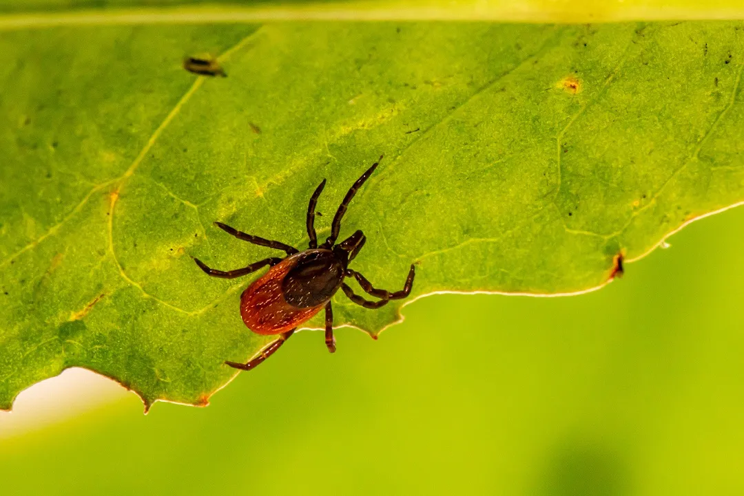 Borreliose in der Schwangerschaft